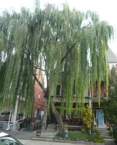 Weeping willow Weeping willow