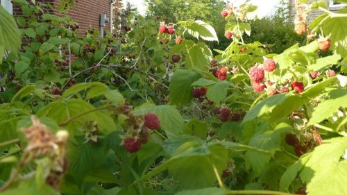 More raspberries