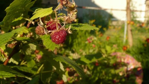 Raspberries!