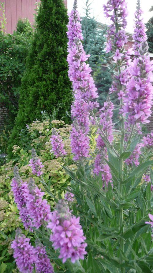 An unexpected guest! 