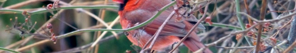 The cardinal by minus 20 C