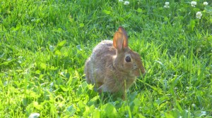 Early morning visitor. 