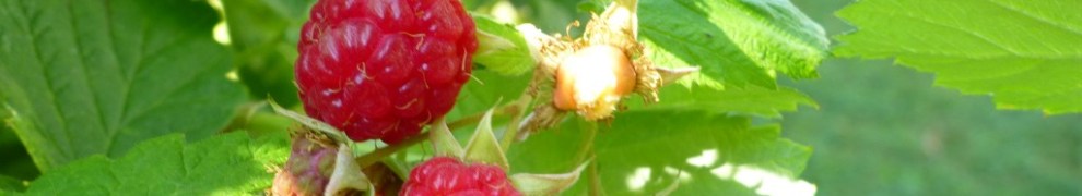 Rasberries a readily available desert