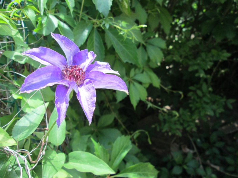 IMG_0451 ClematysWeb